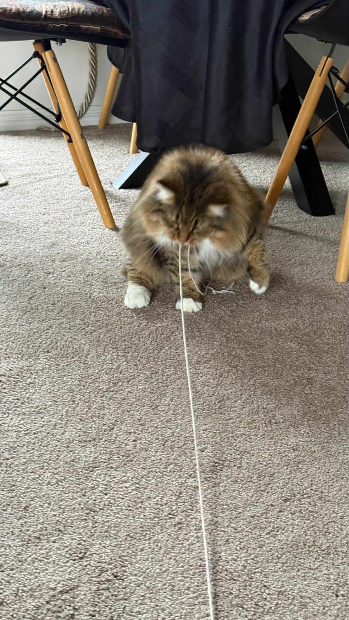 A fluffy cat mid-play, batting at a piece of string - relaxed and curious